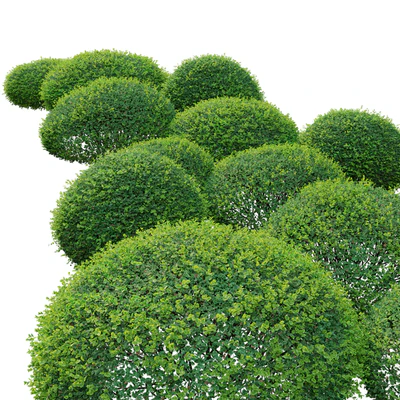 Boxwood 02 — View 7
