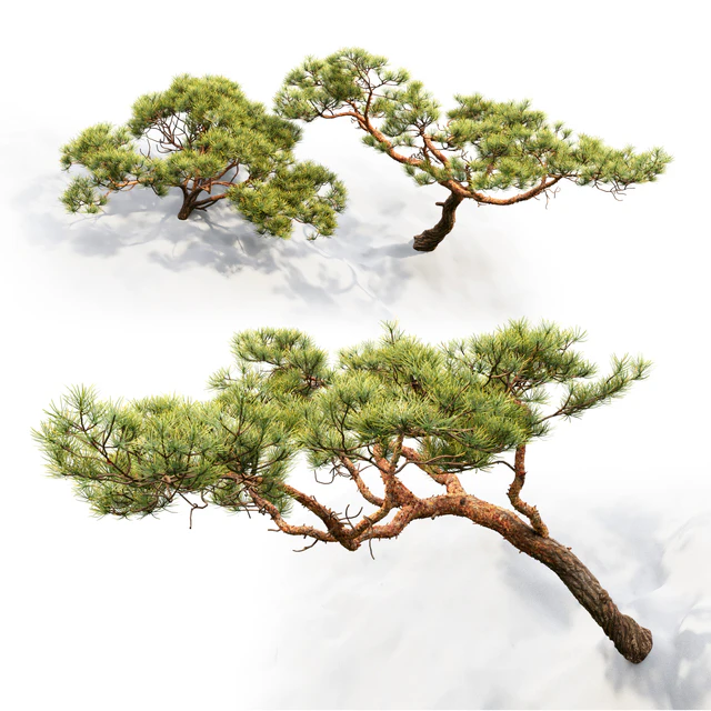 Pine — Descargar