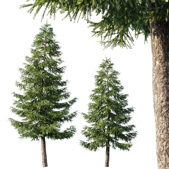 Spruce (12,5m and 9,5m) — Descargar