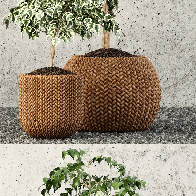 Plants collection 62 — Скачать
