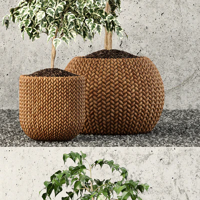 Plants collection 62 — Вид 3