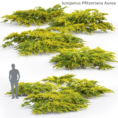 Можжевельник средний Ауреа | Juniperus Pfitzeriana Aurea #2 — Вид 1