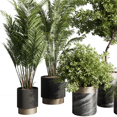 indoor plant set 57 — Вид 7