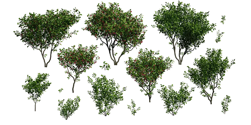 bush europeanspindle set 001 — Descargar