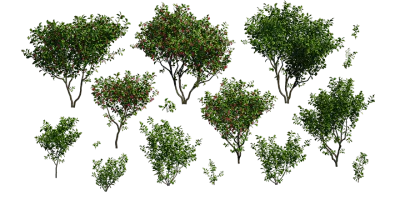 bush europeanspindle set 001 — Descargar