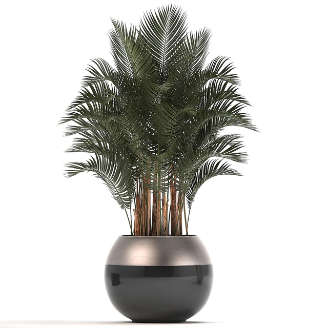 Plant collection 296. Home palm tree, howea, kentia, flowerpot, pot, luxury decor, interior, stylish, Howea forsteriana — Descargar