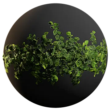 climbing fig 004 — Скачать