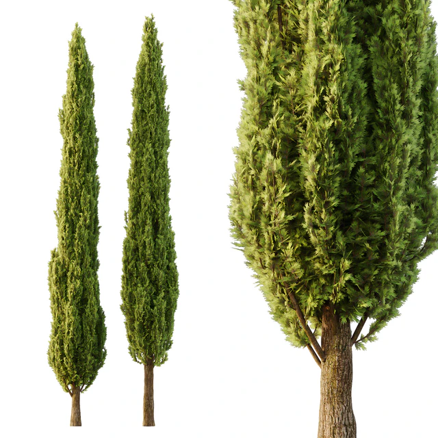 Italian Cypress Tree06 — Descargar
