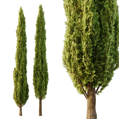 Italian Cypress Tree06 — Ver 1