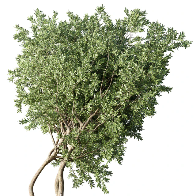 Collection Outdoor Indoor plant 67 green garden plant-tree-bush corona — Скачать