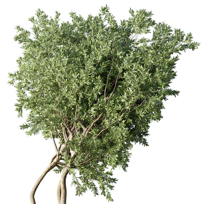 Collection Outdoor Indoor plant 67 green garden plant-tree-bush corona — Вид 7