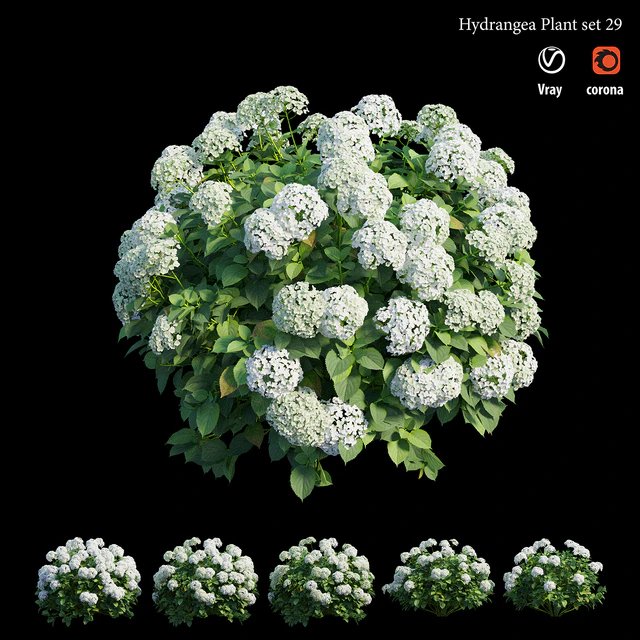 Hydrangea Plant set 29 — Descargar