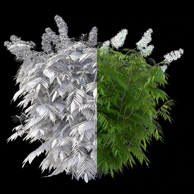 Рябинник рябинолистный 3 куста | Sorbaria sorbifolia v2 — Скачать