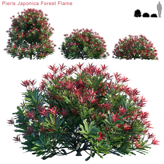 Pieris Japonica Forest Flame — Скачать