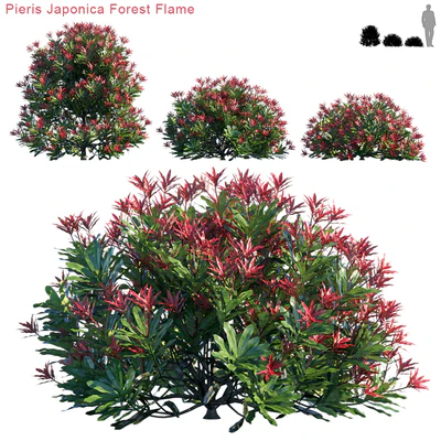 Pieris Japonica Forest Flame — Вид 1
