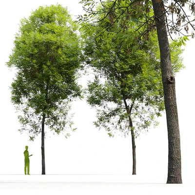 Ash-tree / Fraxinus #6 — Ver 7