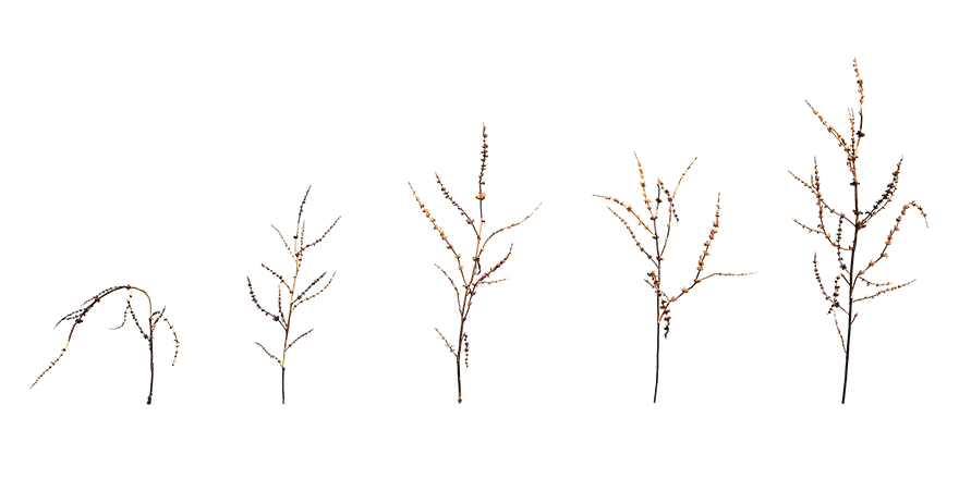 clustered dock weed 001 — Descargar