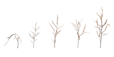 clustered dock weed 001 — download