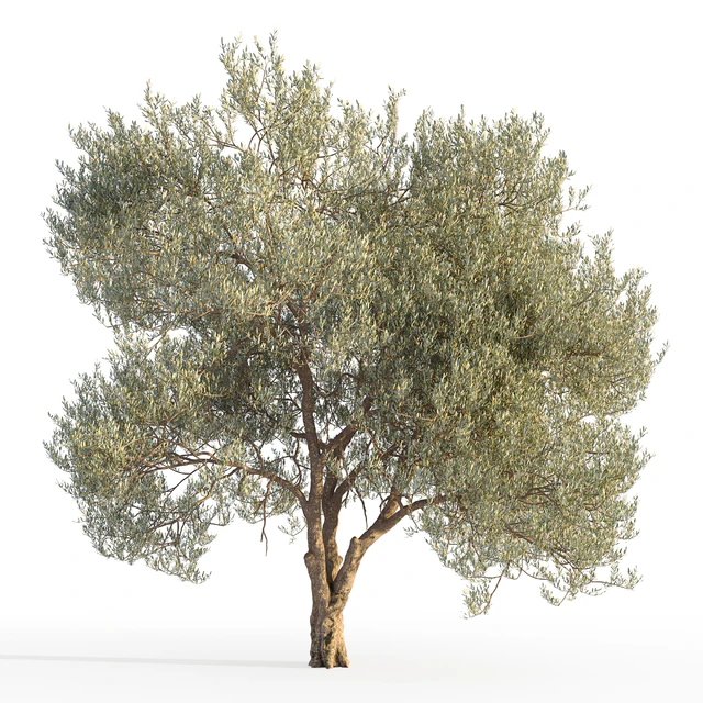 Оливковое дерево 5 (Olive tree 5) — Скачать