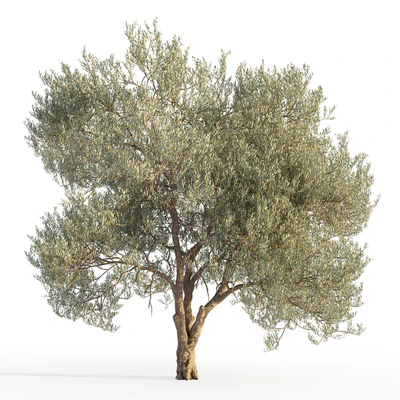 Оливковое дерево 5 (Olive tree 5) — Вид 1