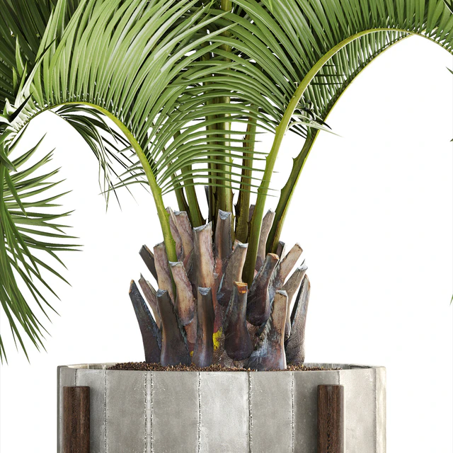 Collection of plants 165. Butia capitata, Butia, palm tree, concrete pot, flowerpot, indoor, interior, decorative, outdoor — Descargar