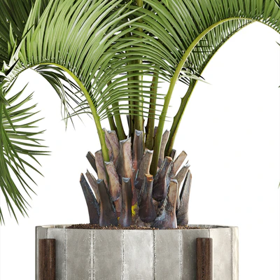 Collection of plants 165. Butia capitata, Butia, palm tree, concrete pot, flowerpot, indoor, interior, decorative, outdoor — Ver 3