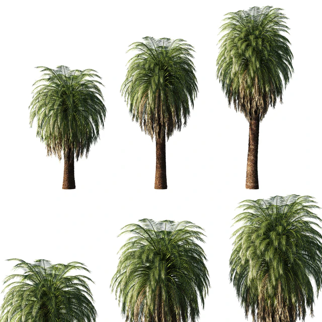 Macrozamia Moorei palm tree 02 — Скачать