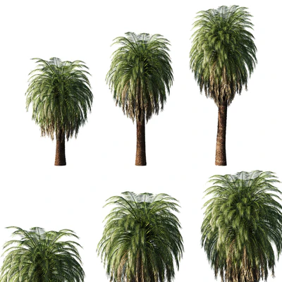 Macrozamia Moorei palm tree 02 — Скачать