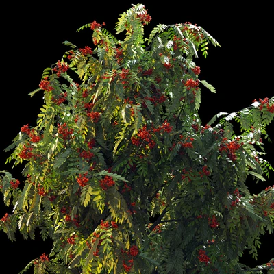 Rowan 4 meters — Ver 7