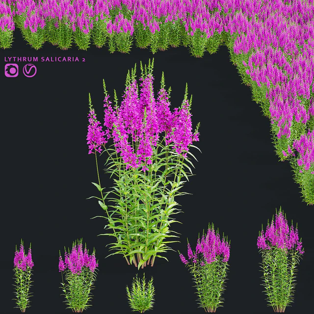 Lythrum salicaria flowers | Lythrum salicaria 2 — Descargar