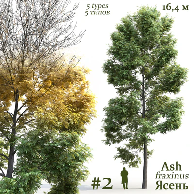 Ясень / Ash / Fraxinus #2 — Вид 1