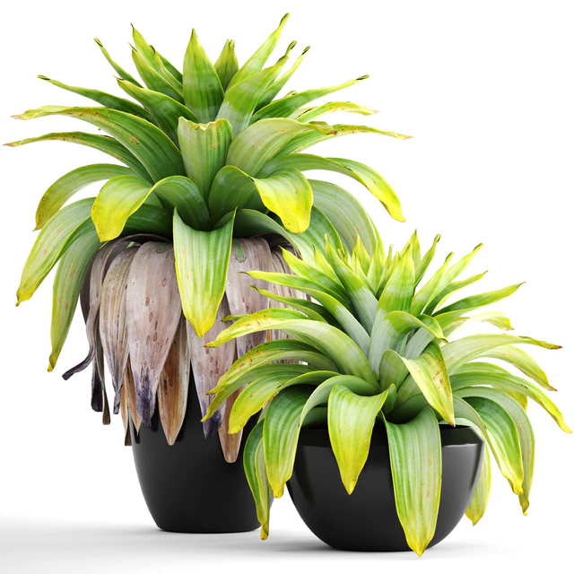 Коллекция растений 144.Tropical plant, бромелия, горшок, черный вазон, куст, тропическое, экзотическое растение — Скачать