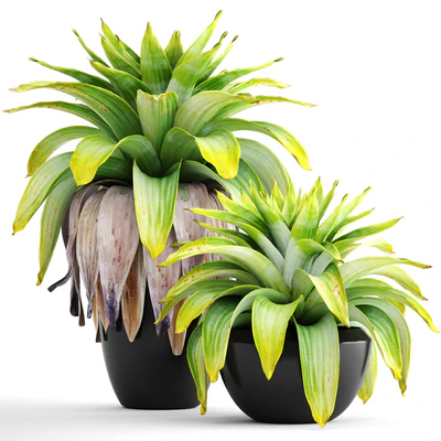 Коллекция растений 144.Tropical plant, бромелия, горшок, черный вазон, куст, тропическое, экзотическое растение — Вид 1