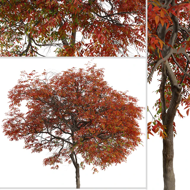 Set of Chinese pistache Tree (Pistacia chinensis) (2 Trees) — Descargar