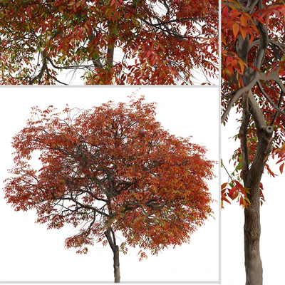 Set of Chinese pistache Tree (Pistacia chinensis) (2 Trees) — Ver 7