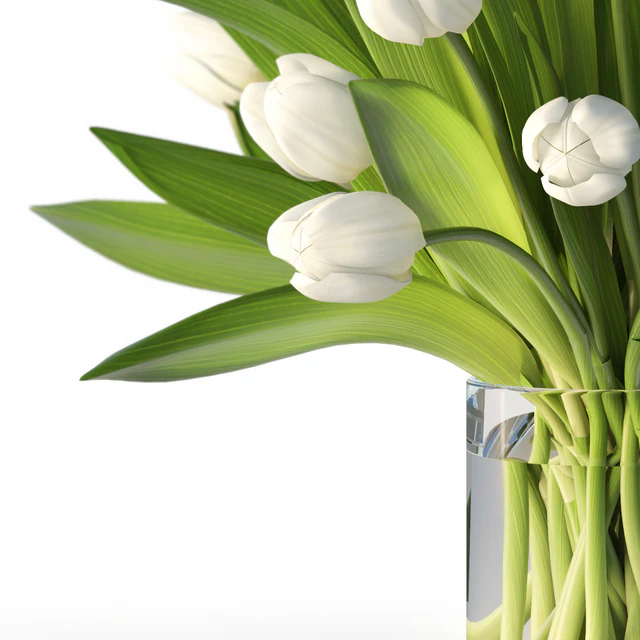 Tulips — Descargar