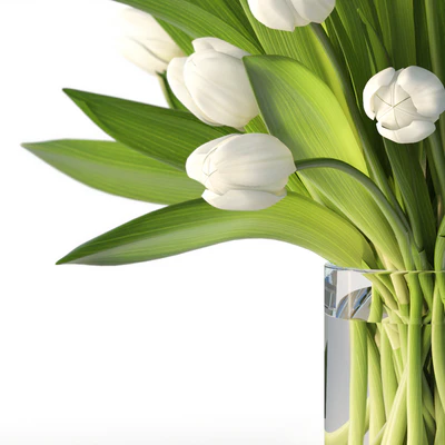 Tulips — Ver 3