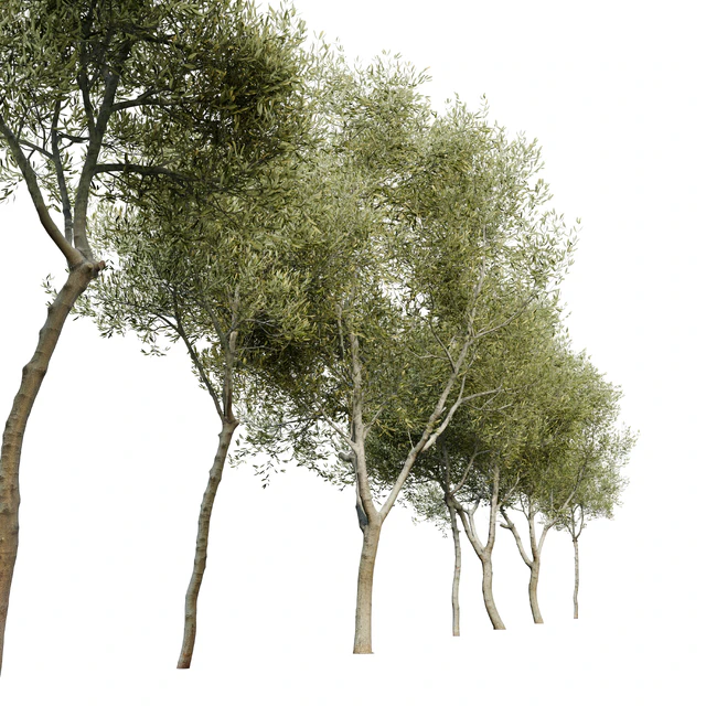 Olea europaea (Olive tree) — Скачать