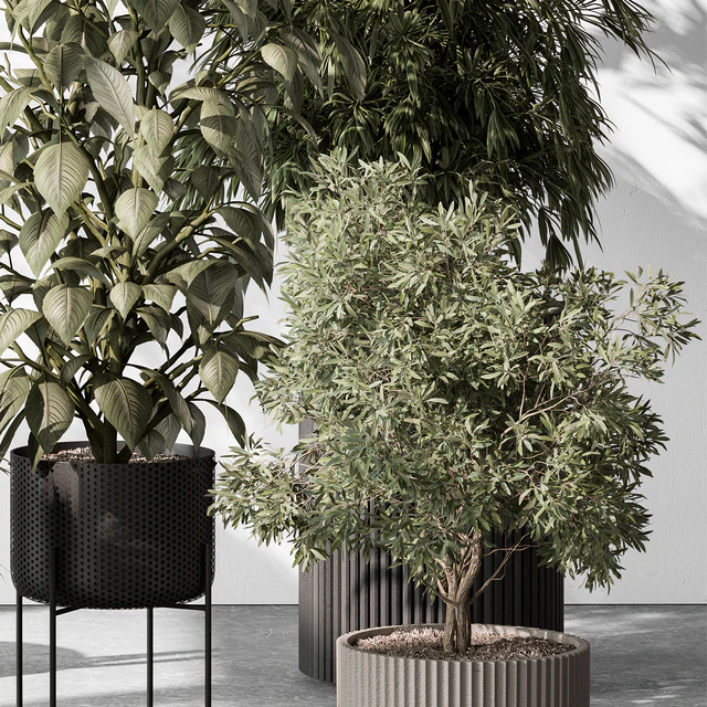 Indoor Plant 531 -Tree in Pot — Descargar