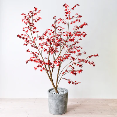Krasnolistnyh Maple (Maple tree) — Descargar