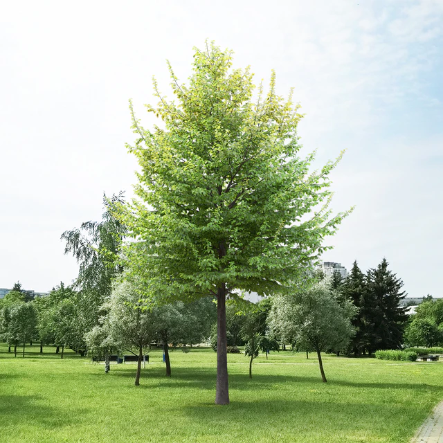 Carpinus Caroliniana — Скачать