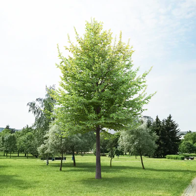 Carpinus Caroliniana — Вид 7