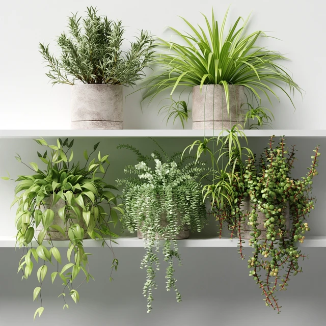 Potted plants on the shelf — Descargar