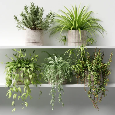 Potted plants on the shelf — Ver 1