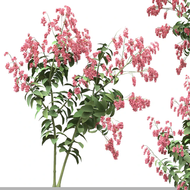 Set of Polygonum Orientale Plant ( Princes Feather ) ( 3 Plants ) — Descargar