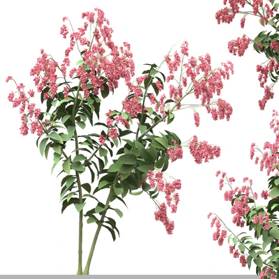 Set of Polygonum Orientale Plant ( Princes Feather ) ( 3 Plants ) — Ver 5