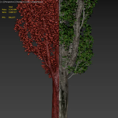 Тополь / Poplar / Populus #4 — Вид 5