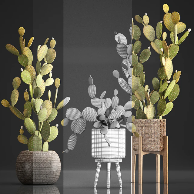Plant Collection 375. Cactus set. cacti, basket, rattan, prickly pear, indoor cactus, Prickly pear, eco style, design, natural materials — Descargar