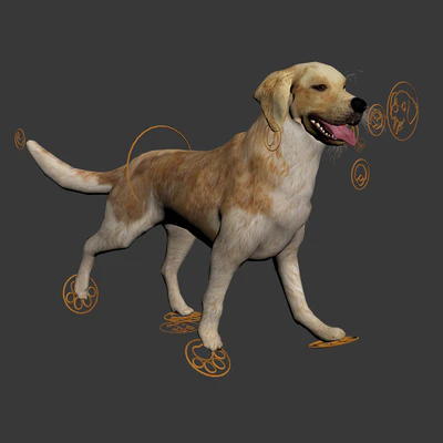 Golden retriever — Ver 5