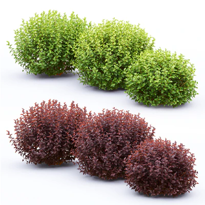 Physocarpus — Ver 6